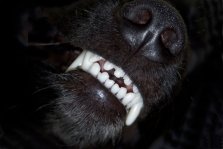Hund