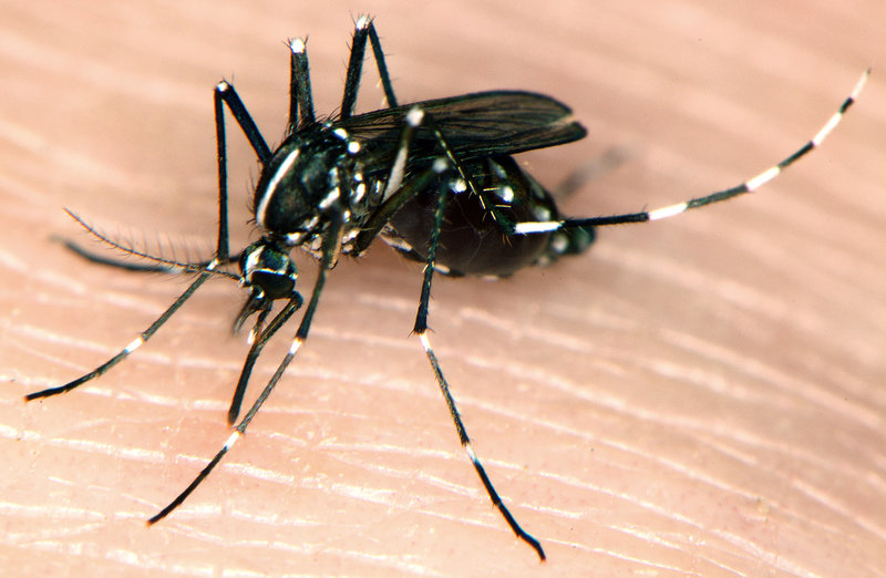 tre briter er smittet med zikavirus tre briter er smittet med zikavirus