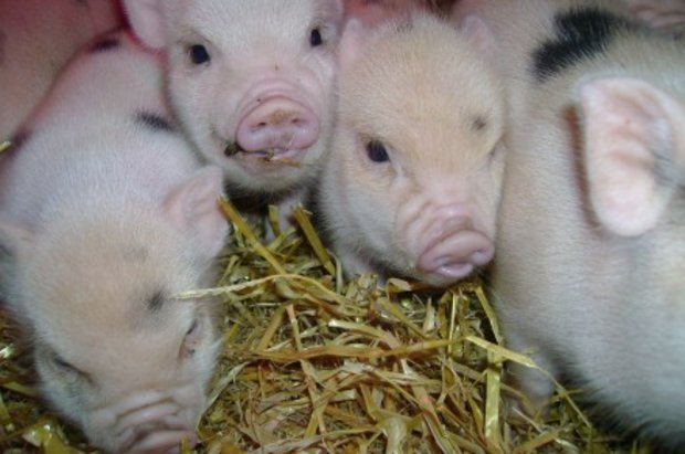 hvor mange grise er der i danmark 2017
