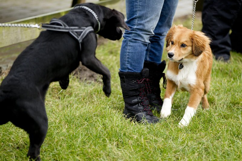 gratis sex med hunde