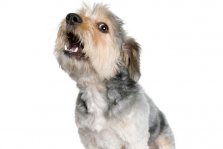 Gøende hund