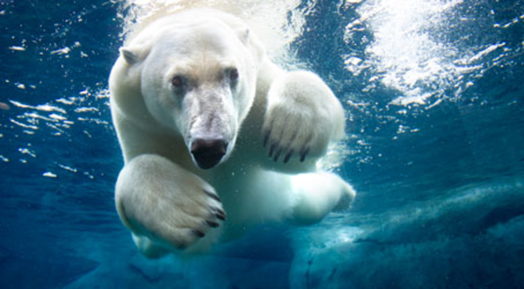 zoologisk have åbningstider københavn zoologisk have åbningstider københavn