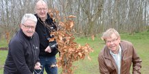 12 bøgetræer fra Lions Club - 1