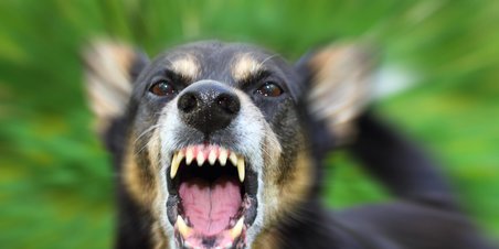 To unge stoppet af politihund