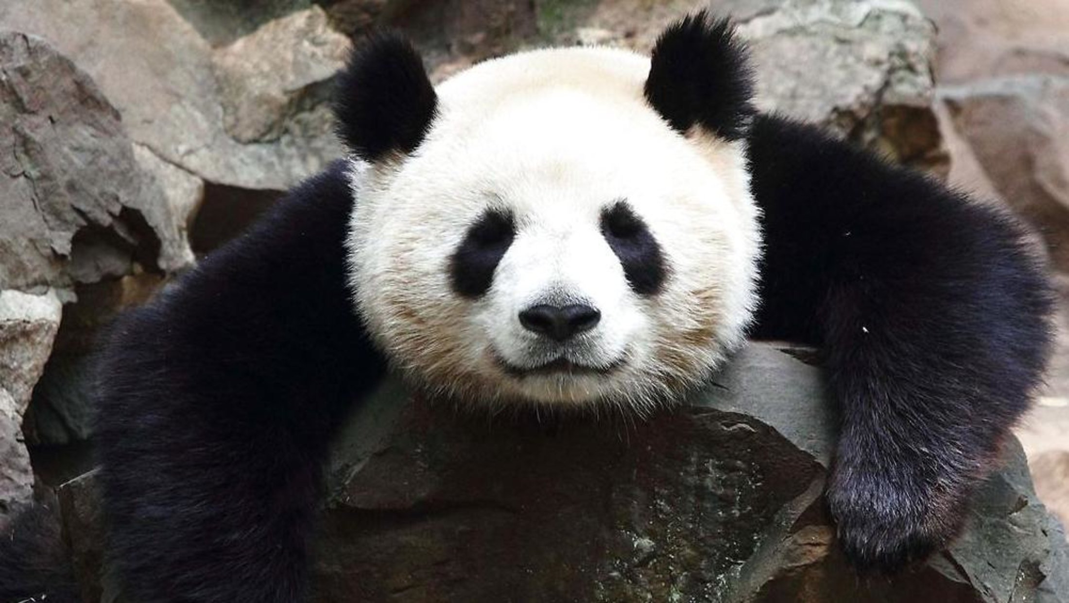 nationalt pandaen daarende dejlig og dyr for zoo nationalt pandaen daarende dejlig og dyr for zoo