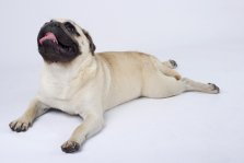 Mops