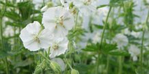 Fjern skvalderkål med geranium - 1