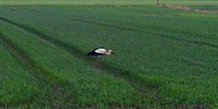 Storken er landet - 1