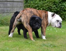BASSE og CARLA