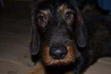 TOBI
