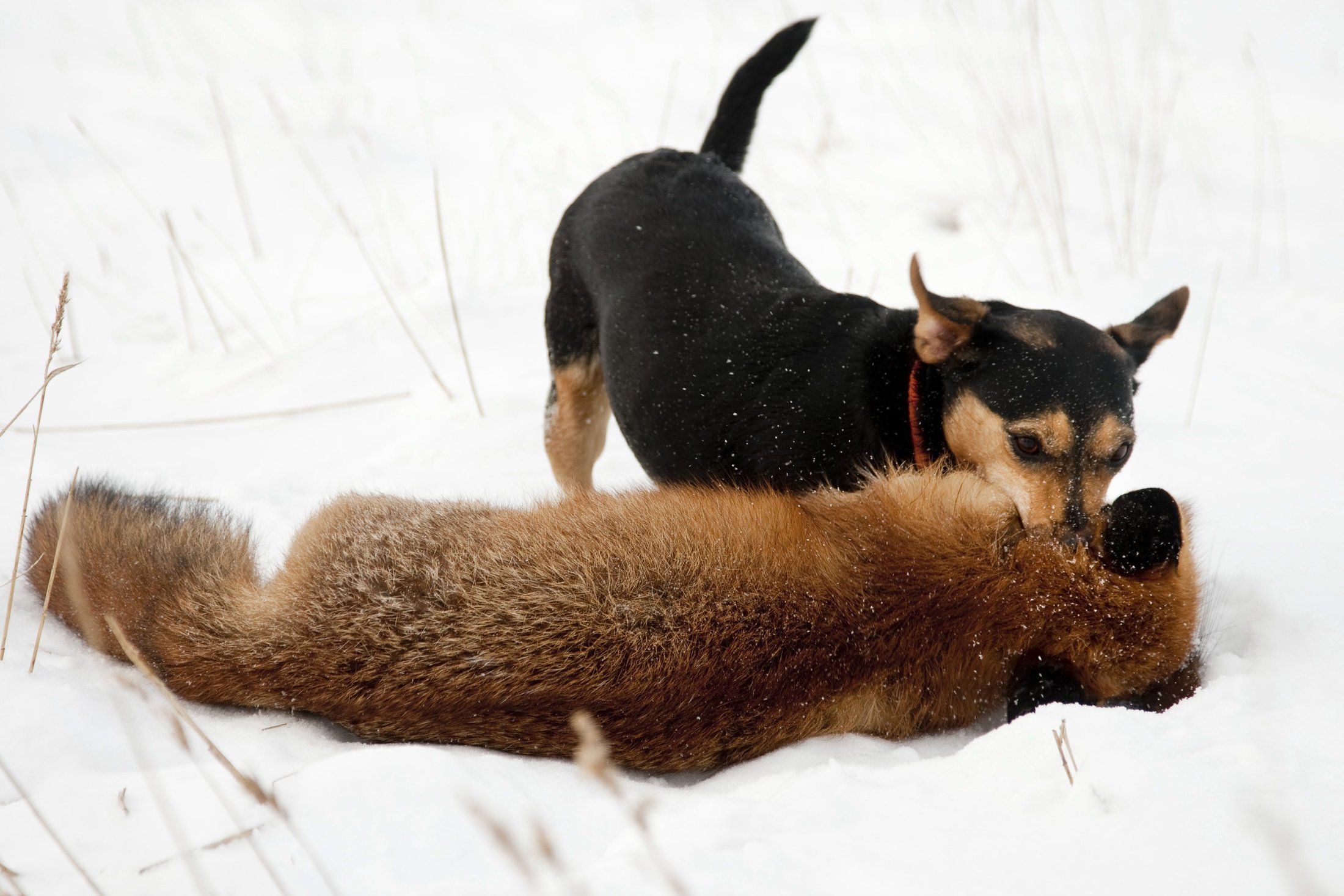 gratis sex med hunde