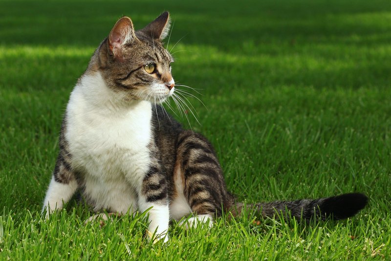 hvornår får man ægløsning chat danmark gratis hvornår får man ægløsning chat danmark gratis