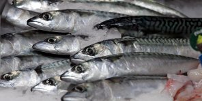 Nu er fisk ikke sundt alligevel - 1