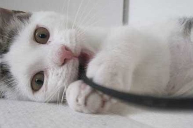 Katten Nougat