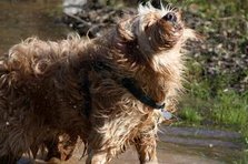 hund i flod