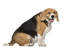 Fed hund