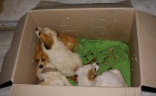 hundehvalpe