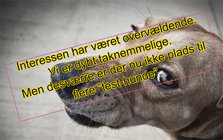 stresset hund