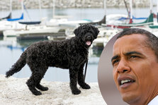 obama og hund
