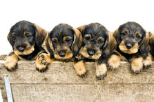 Hunde trafficking