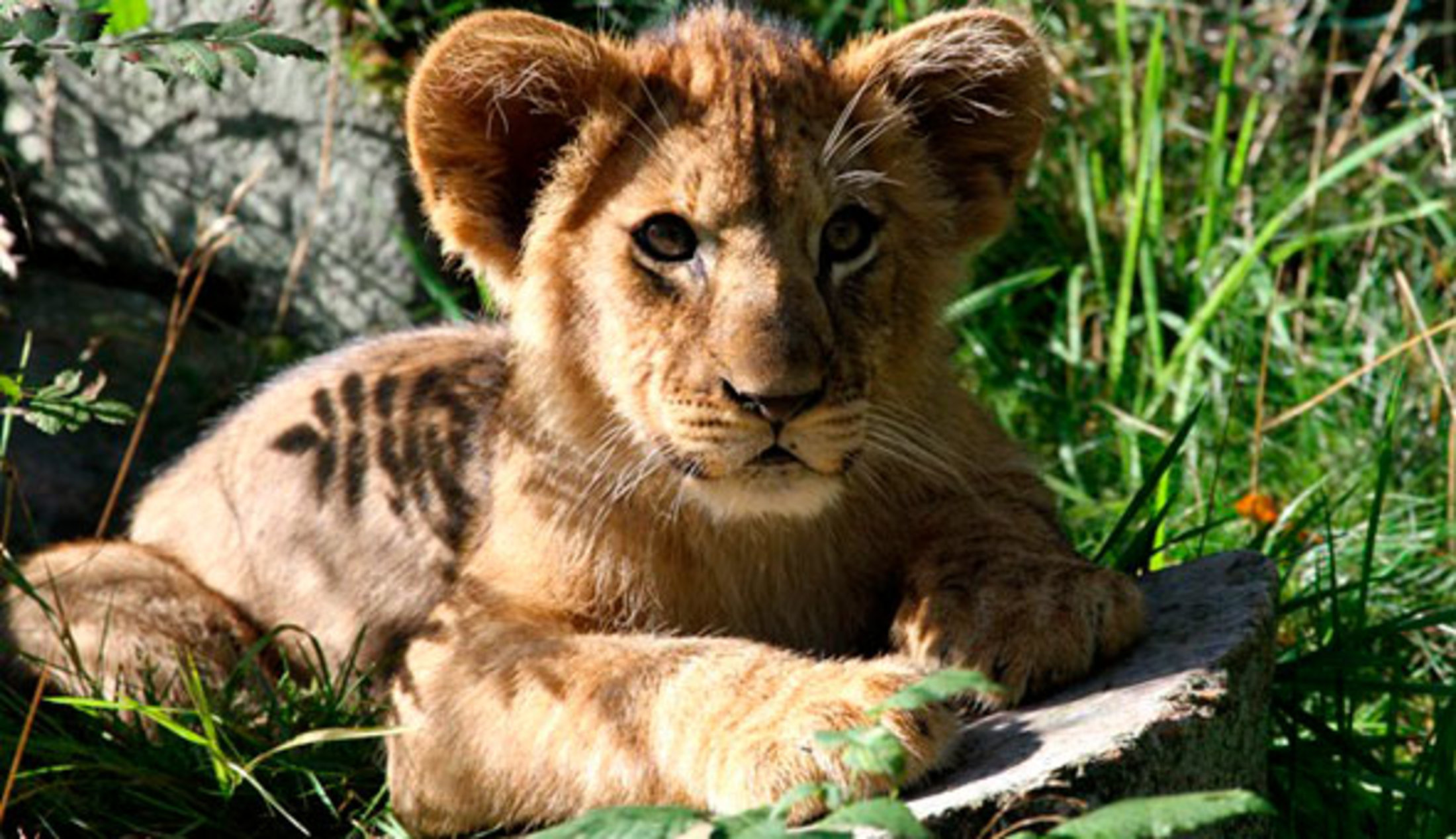 billund zoo mænd søger kvinder billund zoo mænd søger kvinder