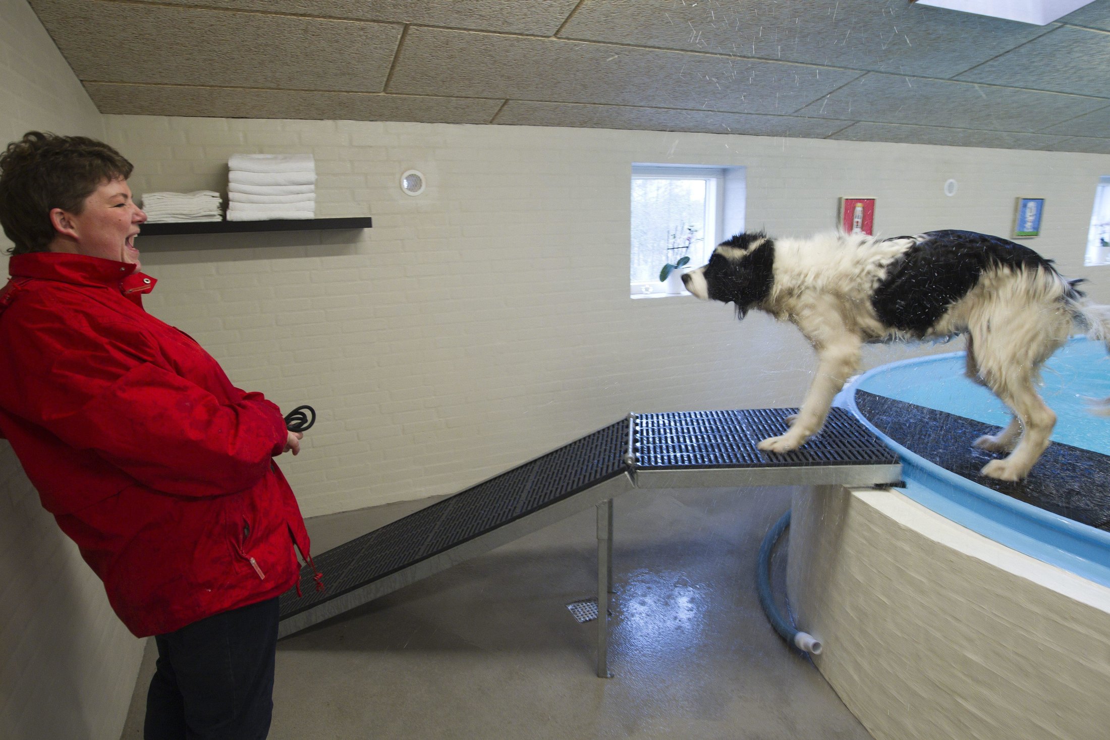 gratis sex med hunde