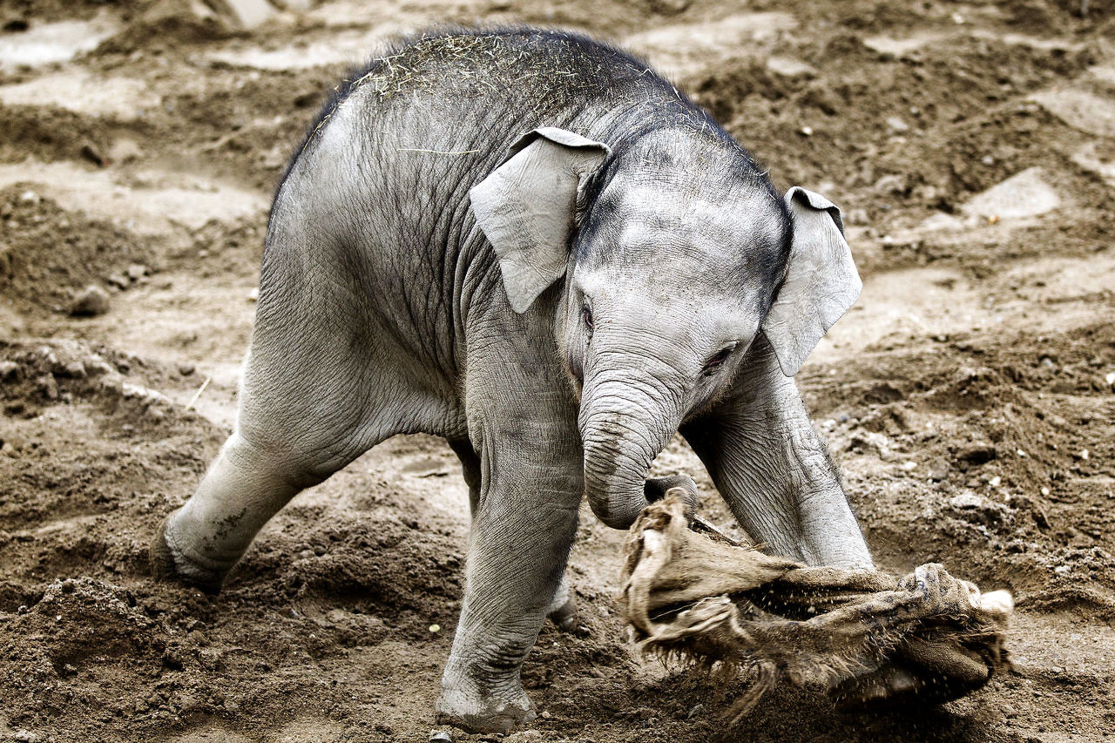København zoo indgangen dansk bordel København zoo indgangen dansk bordel