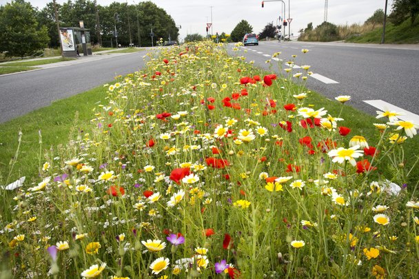 Vilde blomster sætter kulør på Aarhus - 1